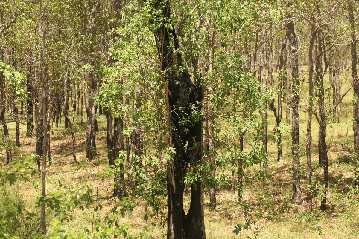 Additional image 11 of 4 Kimbin Pikapene Road, Tabulam NSW 2469