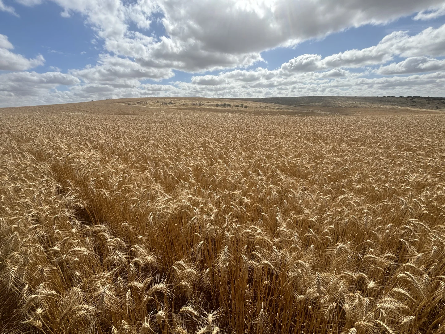 Additional image 14 of Lot 65 Forrester Road, Mount Erin WA 6532