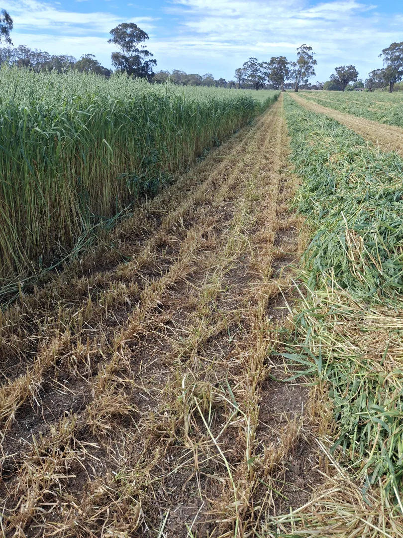 Additional image 3 of 1077 Horsham-Noradjuha Road, Lower Norton VIC 3401