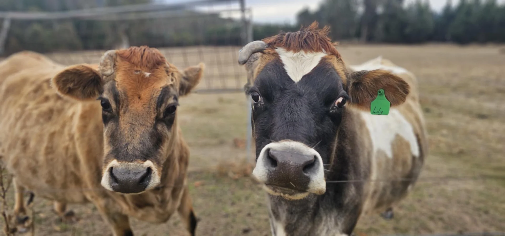 Additional image 11 of 1370 Old Tolmie Road, Tolmie VIC 3723