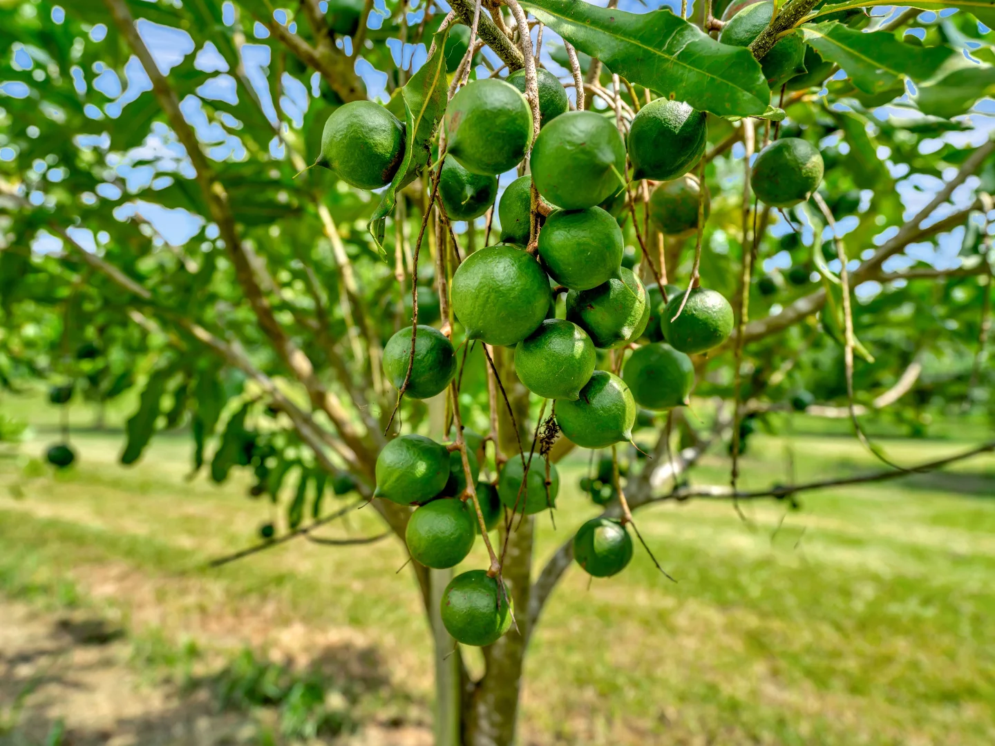 Additional image 17 of 73 Logans Road, Valla NSW 2448