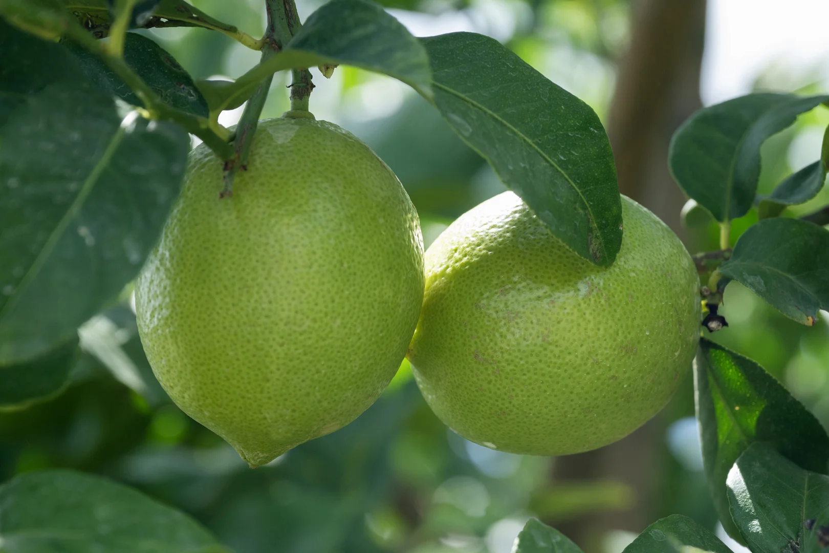 Additional image 11 of 100 Sandersons Lane, Mundubbera QLD 4626