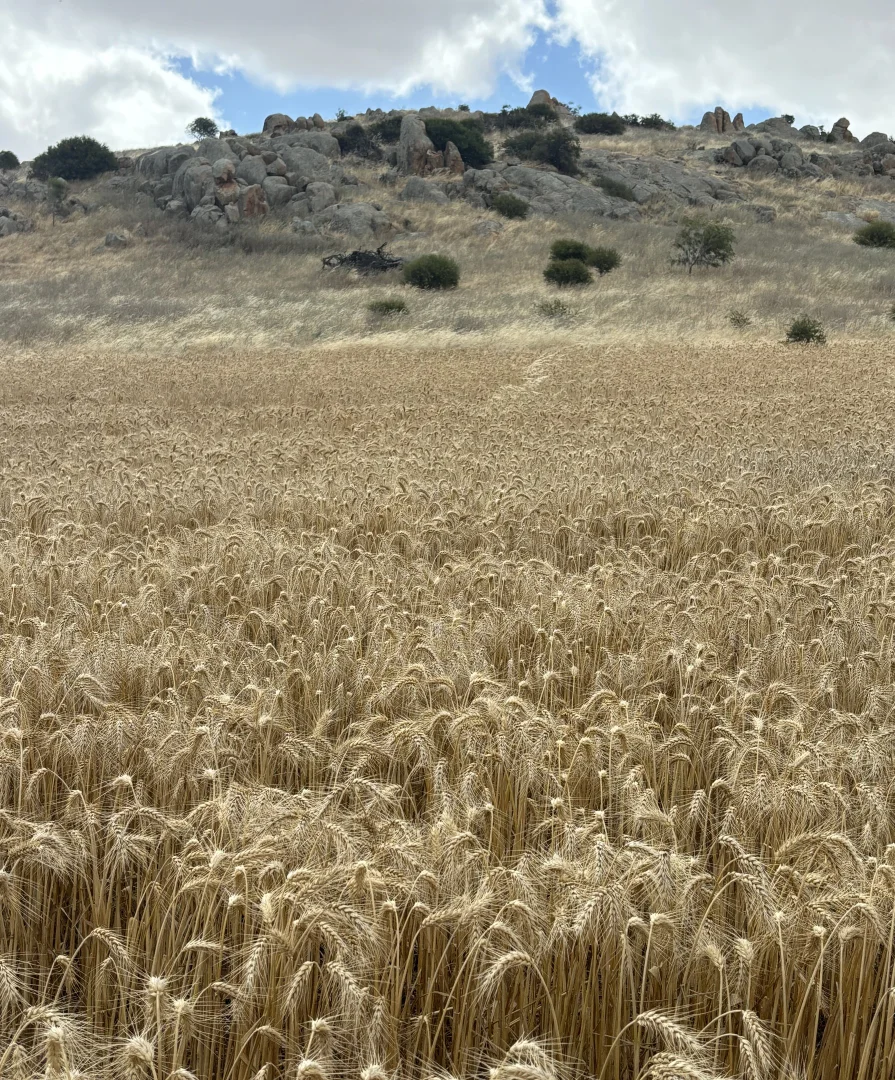 Additional image 18 of Lot 65 Forrester Road, Mount Erin WA 6532