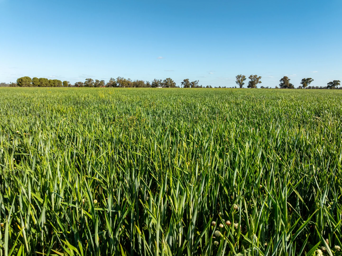 Additional image 17 of 1623 Redlands Road, Ringwood NSW 2646