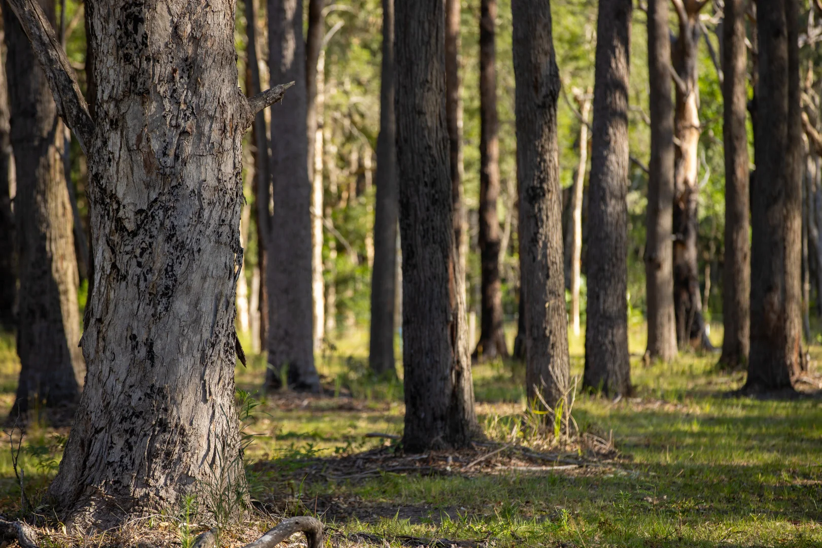 Additional image 8 of 79, 81 & 249 Elliots Road, Nabiac NSW 2312