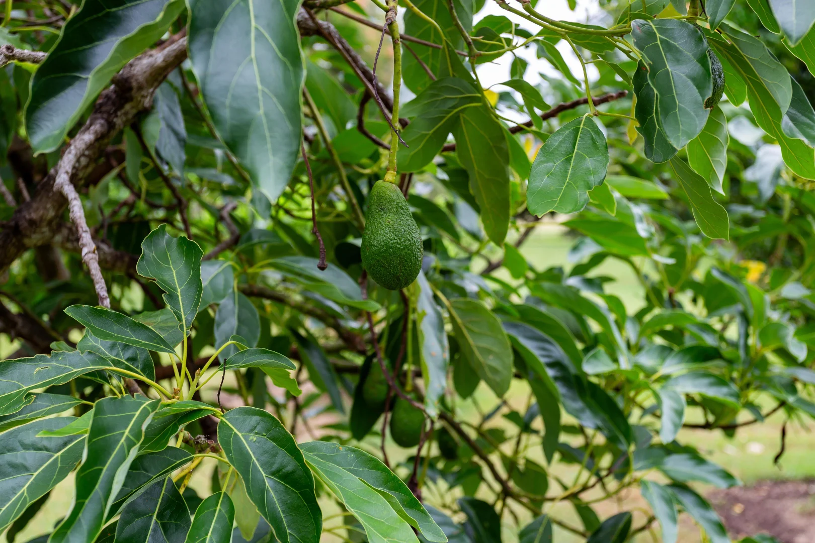 Additional image 21 of 1430 Glastonbury Road, Glastonbury QLD 4570