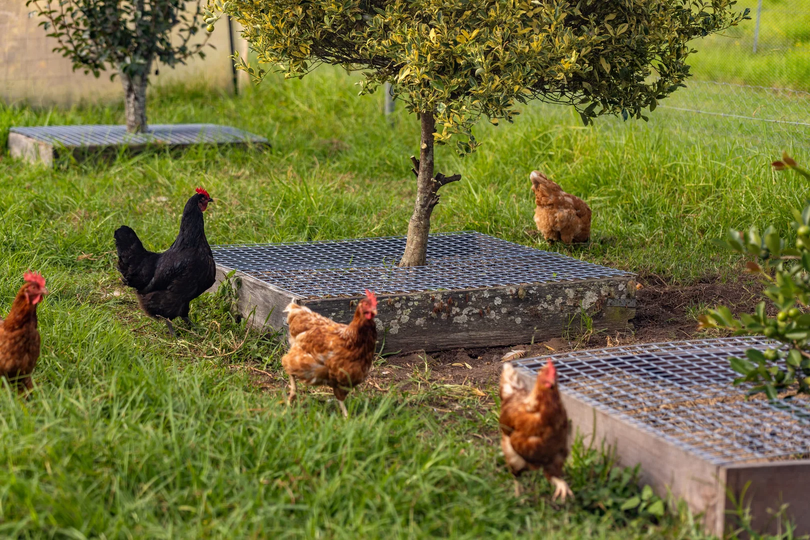 Additional image 20 of Mount George NSW 2424