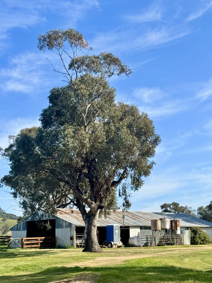 Additional image 14 of "Glenaladale" 167 Mooki Springs Road, Quirindi NSW 2343