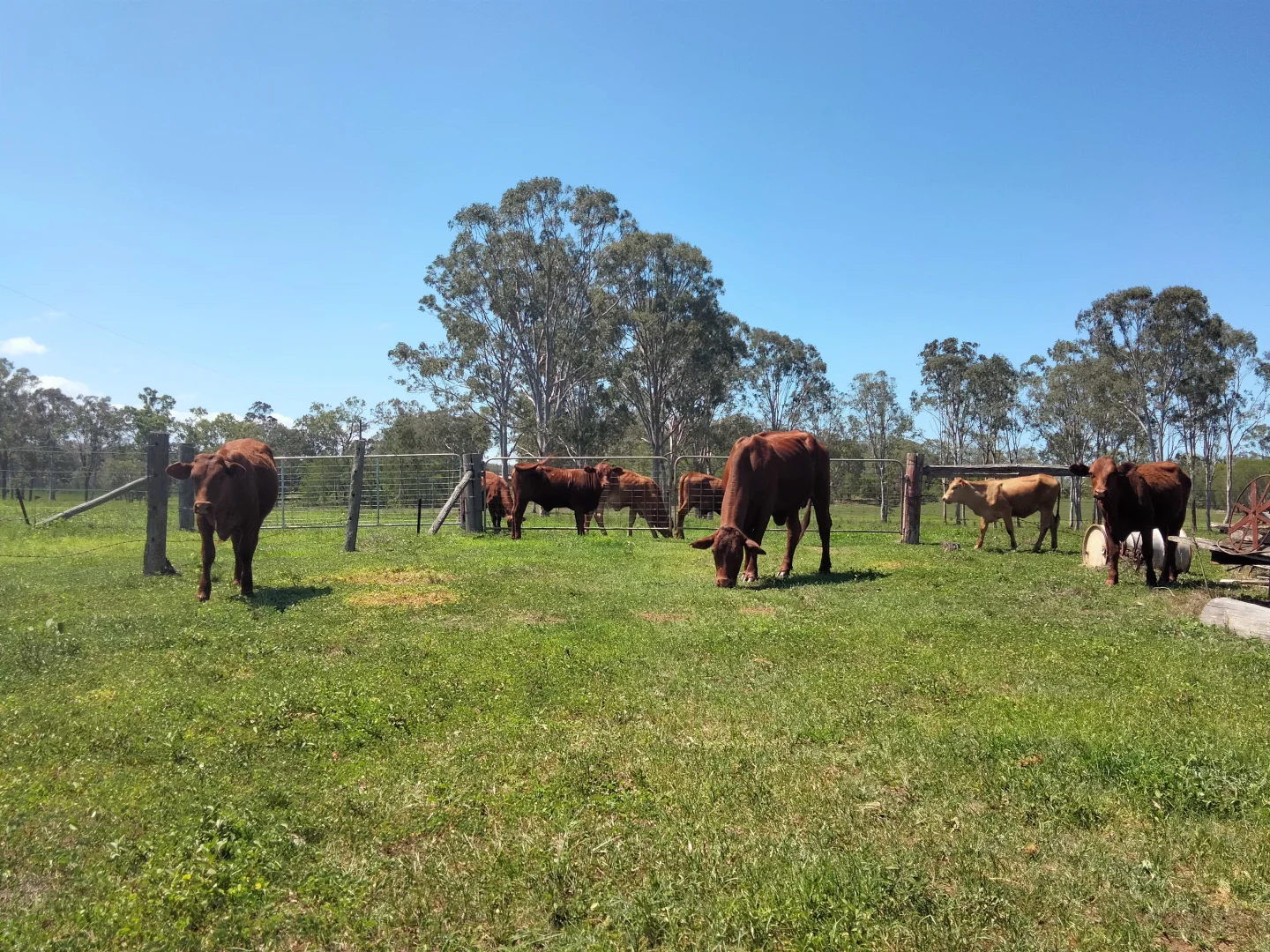 Additional image 4 of 2913 Rosedale Road, Yandaran QLD 4673