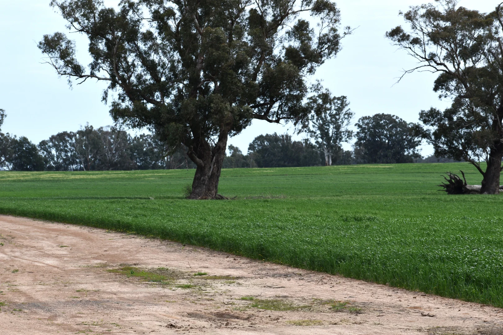 Additional image 9 of 2071 Yarrabandai Road, Bedgerabong NSW 2871