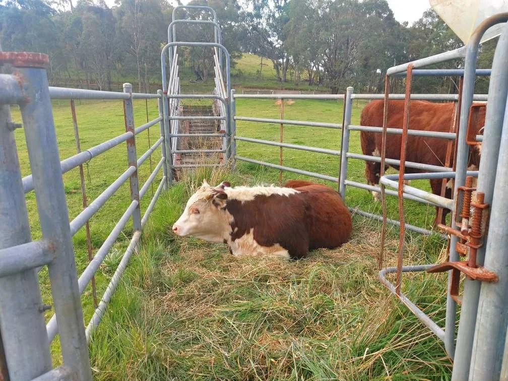 Additional image 6 of 317 Ambyne Road, Deddick Valley VIC 3888
