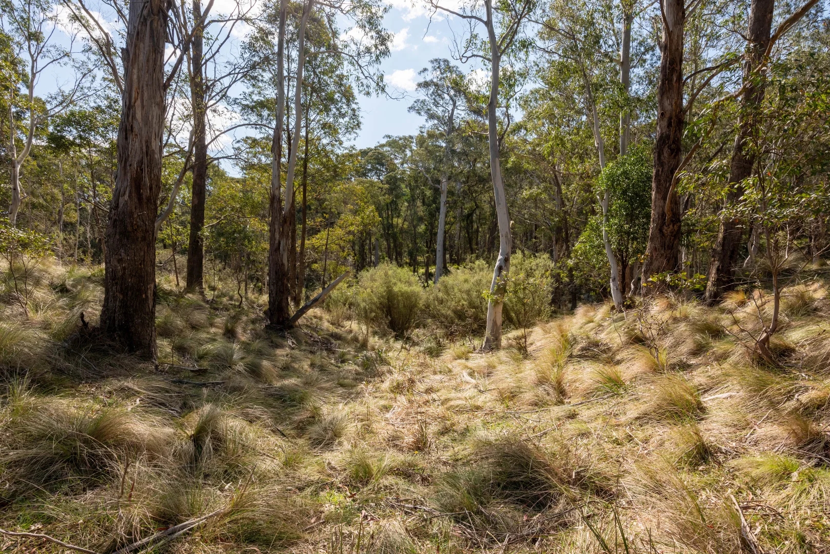 Additional image 28 of 153 Blue Bush Road, Wyanbene NSW 2622