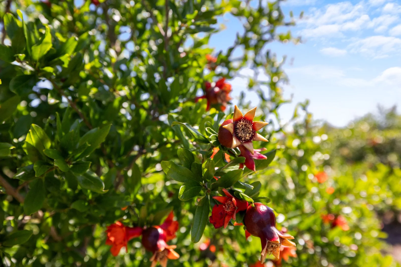 Additional image 8 of 1255 Bulmers Road, Hogarth Range NSW 2469
