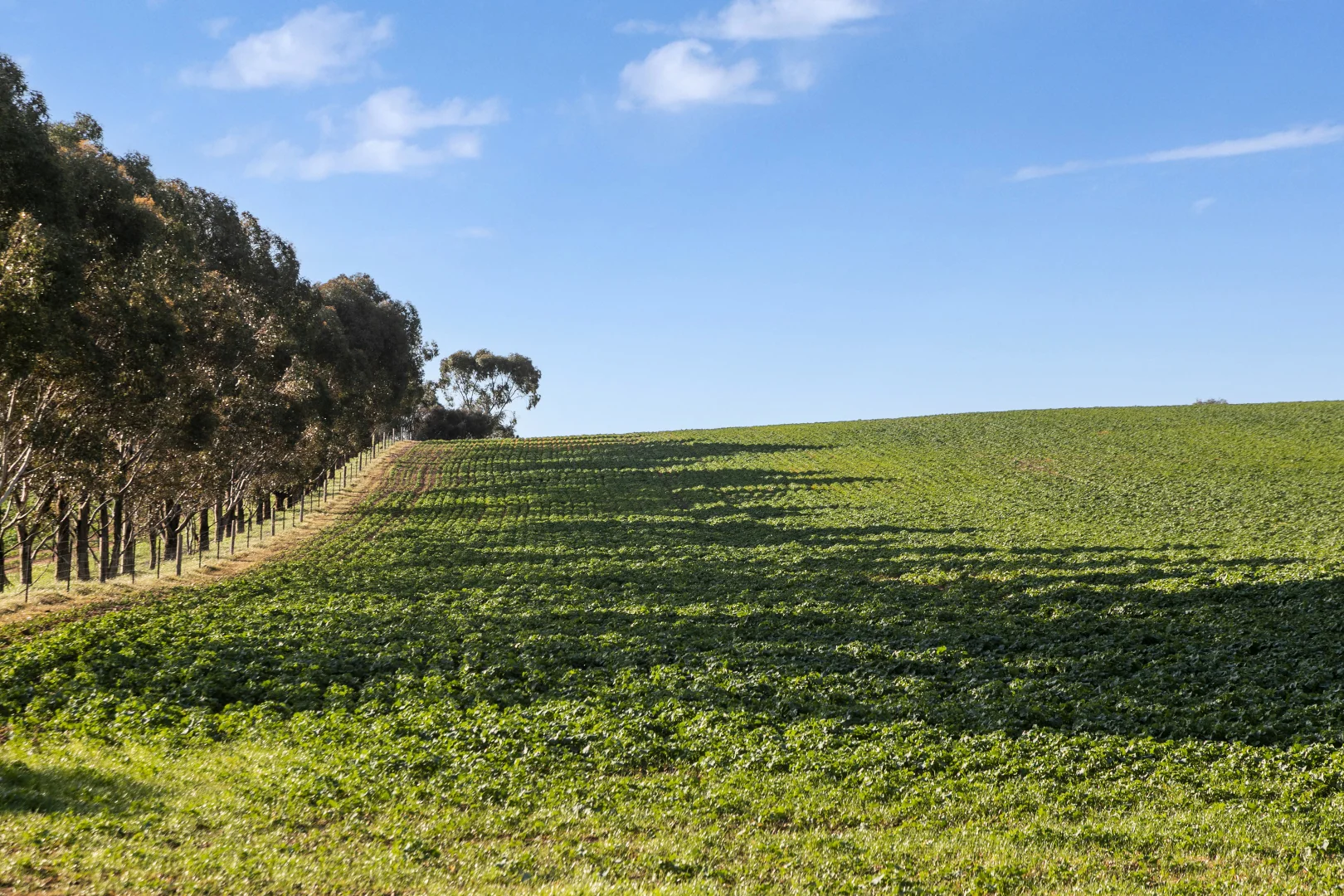 Additional image 23 of 'Hamilton Run Farm' Murchland Drive, Jamestown SA 5491