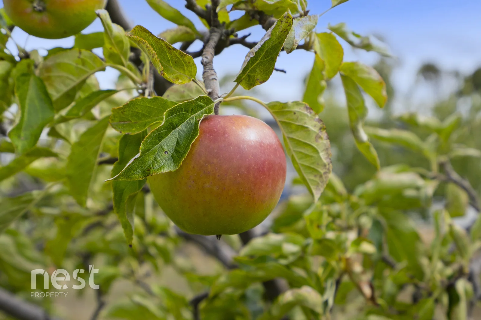 Additional image 19 of 6 Whynyates Street, Oatlands TAS 7120