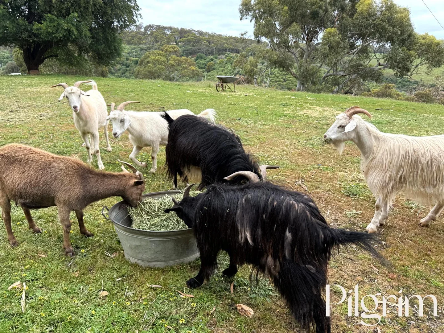 Additional image 9 of 43 Gleneagles Road, Mount Osmond SA 5064