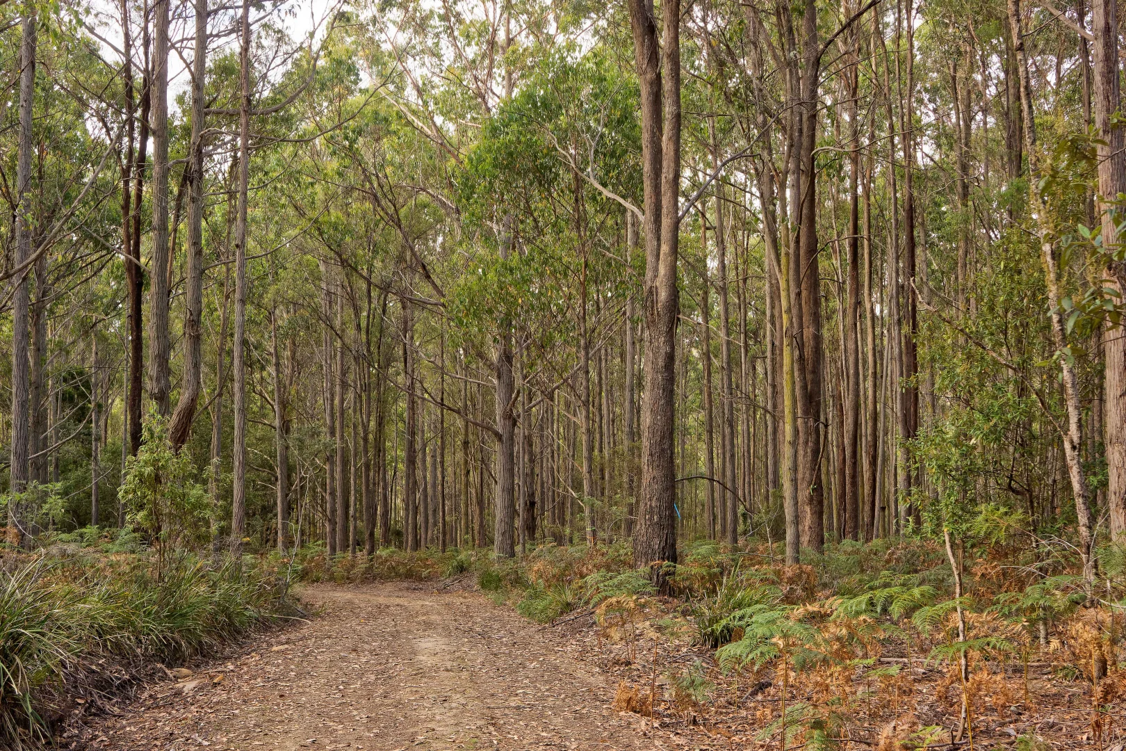 Additional image 2 of Lot 1, 660 Larcombes Road, Reedy Marsh TAS 7304