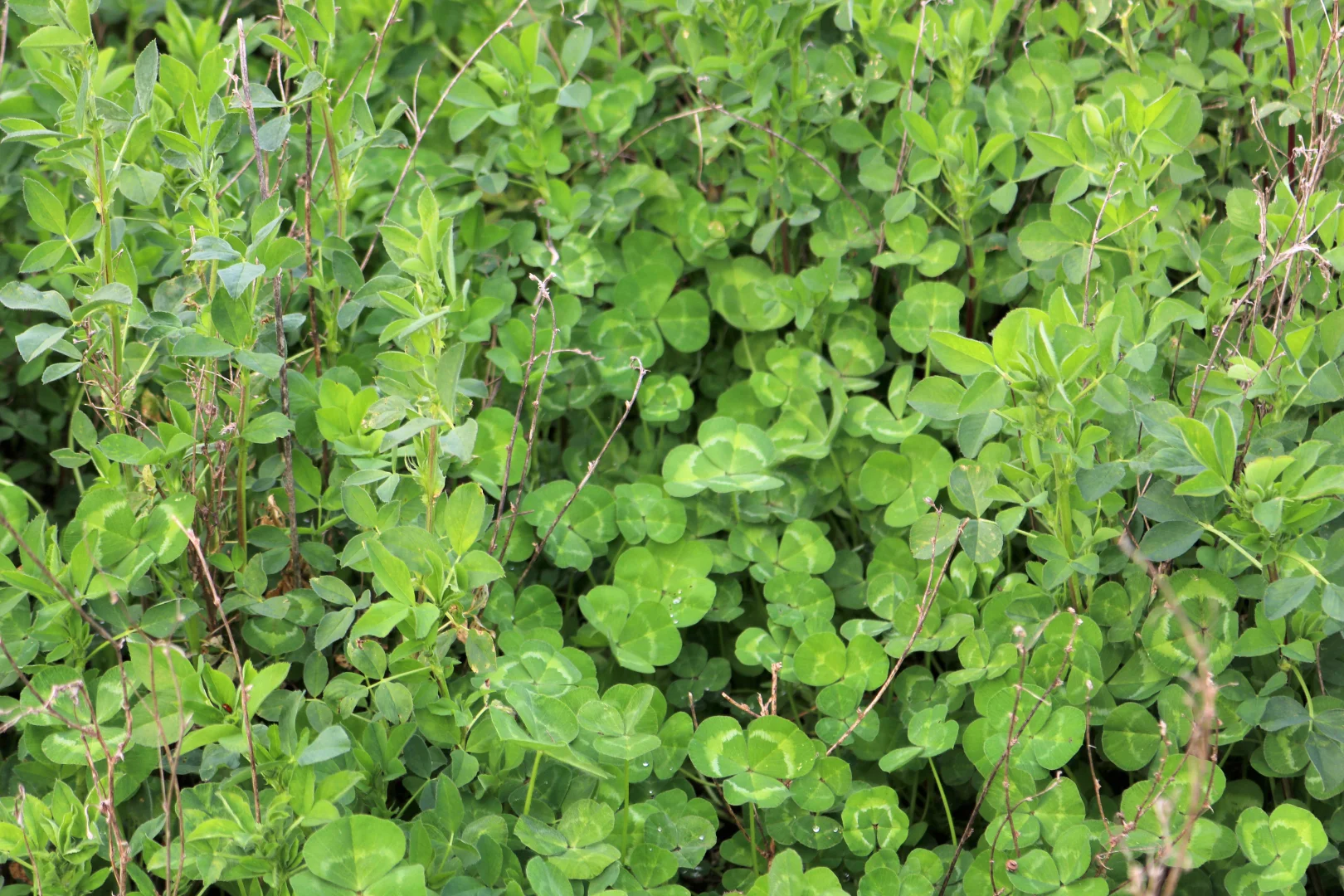 Additional image 13 of 1349 Trungley Hall Road, Temora NSW 2666