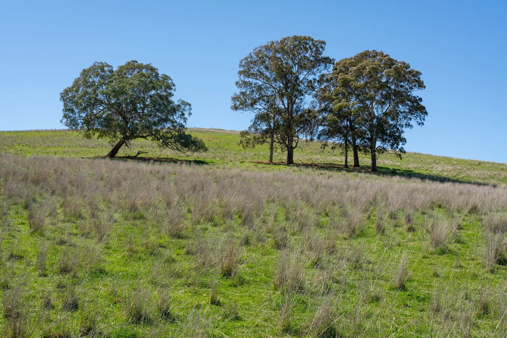 Additional image 30 of 188 Burkes Lane, Brewongle NSW 2795