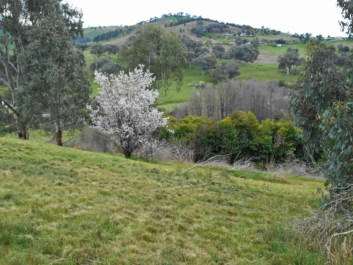 Additional image 3 of 33 Francis Ave, Gundagai NSW 2722