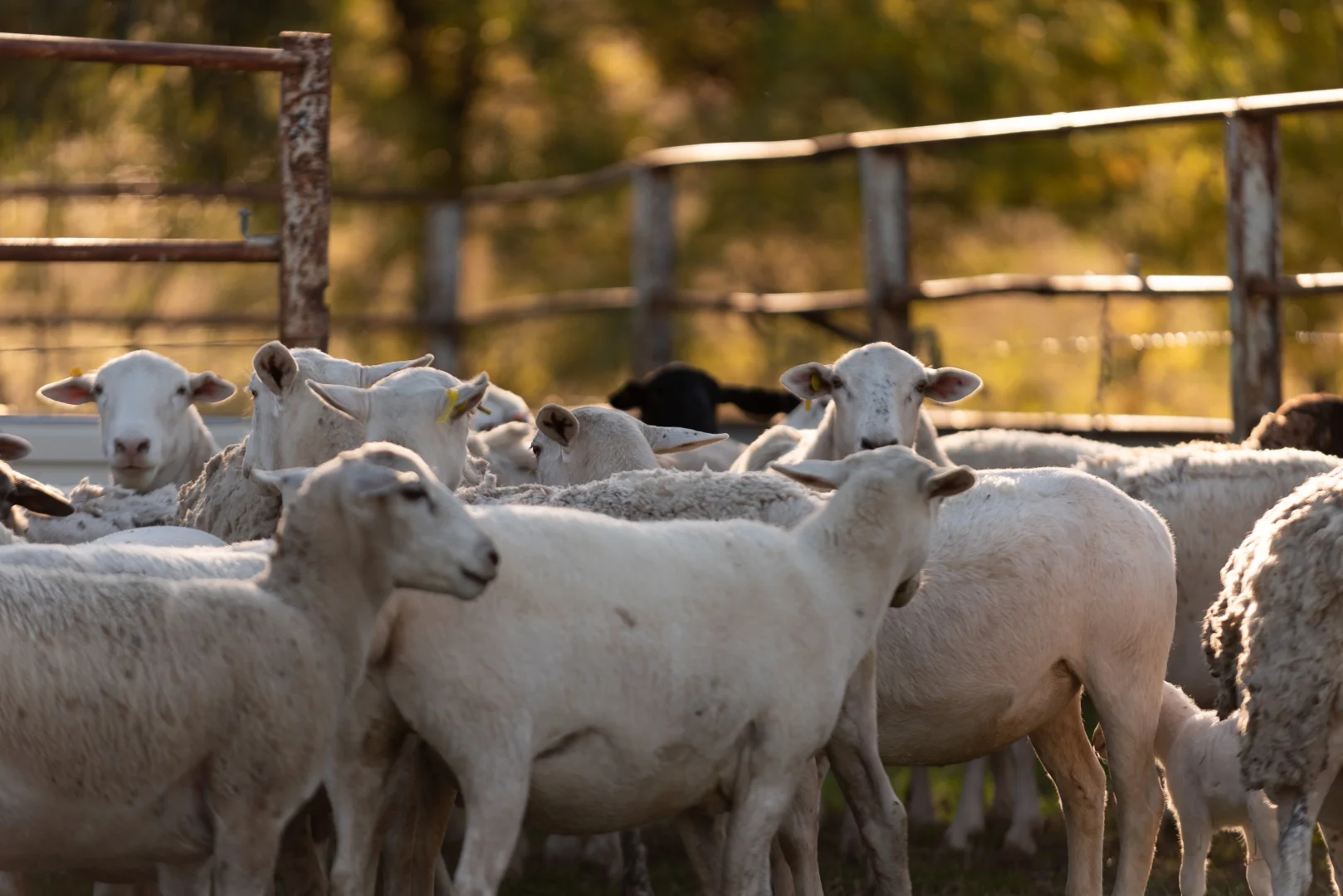 Additional image 5 of 38 White Box Place, Springvale NSW 2650