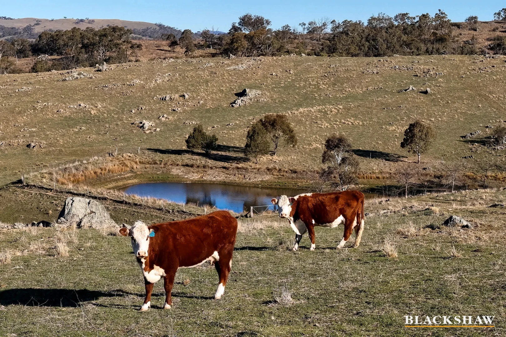 Additional image 26 of 1244 Smiths Road, The Angle NSW 2620