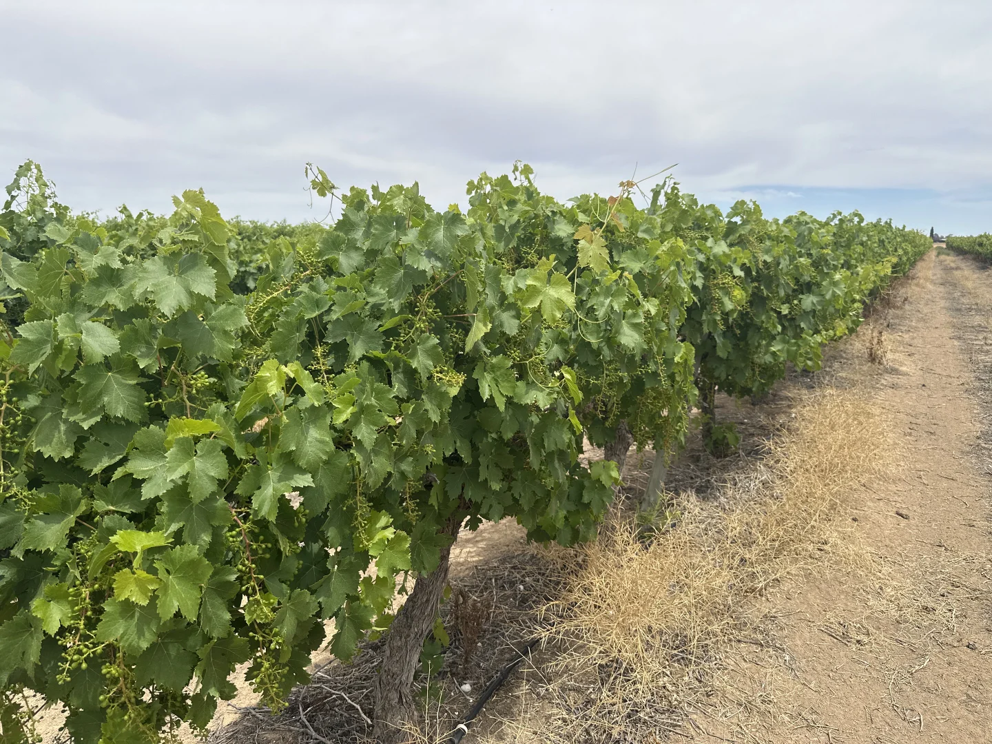 Additional image 6 of Lot 22 Brand Road, Cobdogla SA 5346