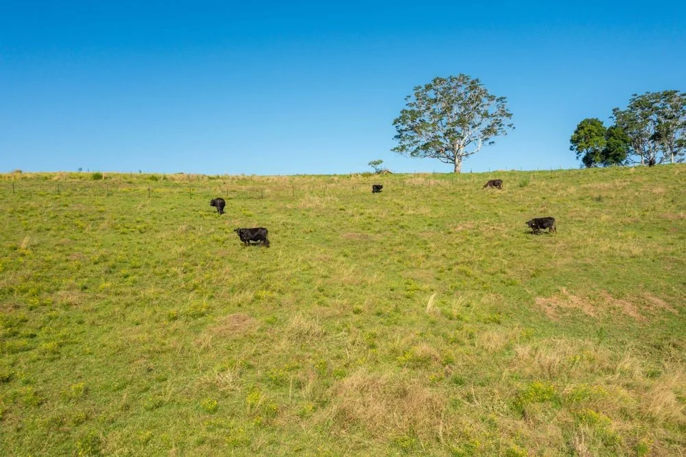 Additional image 5 of 353 Rhones Creek Road, Talarm NSW 2447