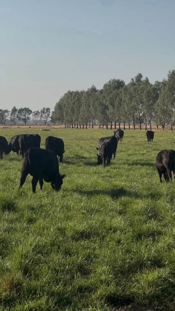 Additional image 39 of 135 Kennedys Road, Cohuna VIC 3568