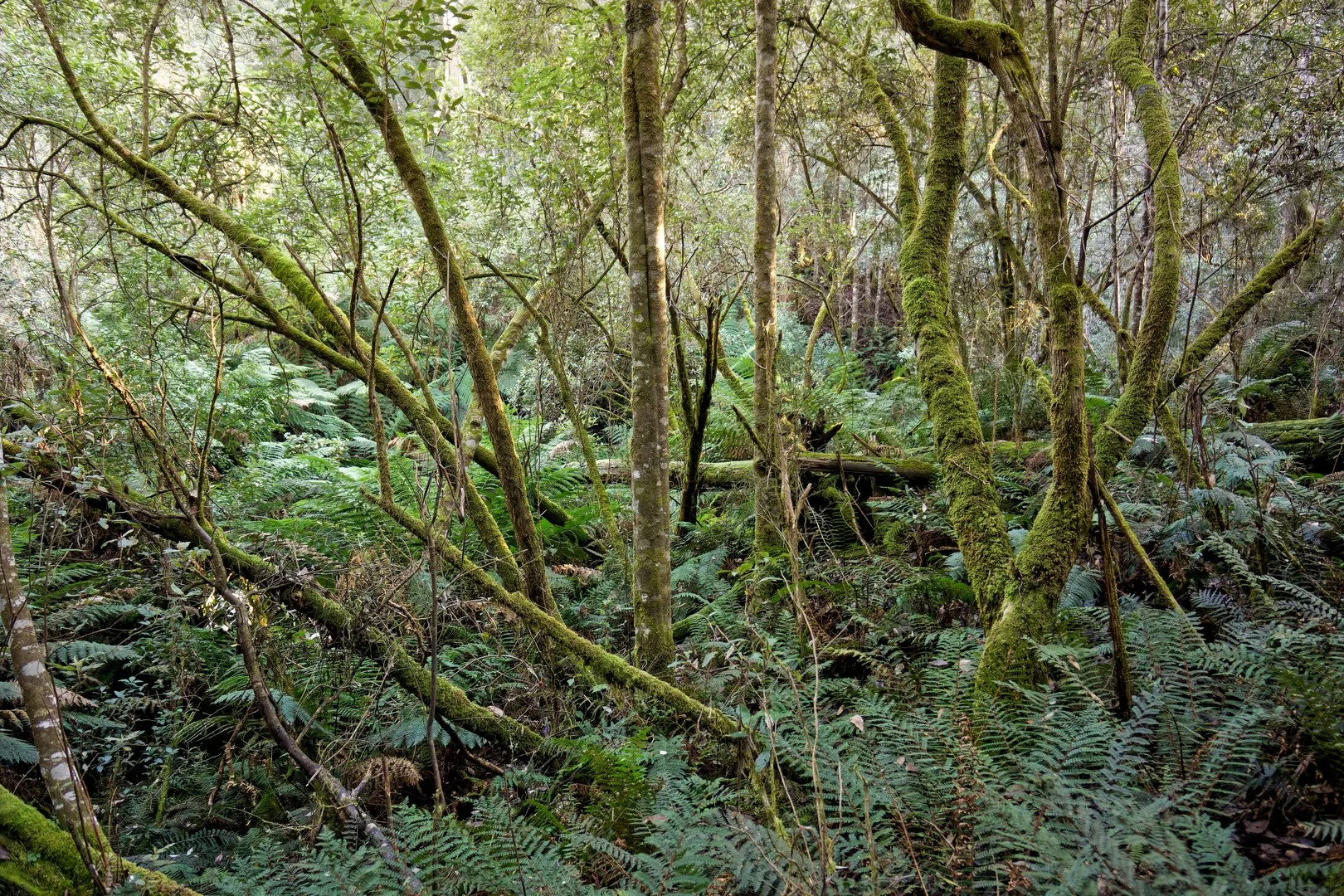 Lot 1, 660 Larcombes Road, Reedy Marsh TAS 7304