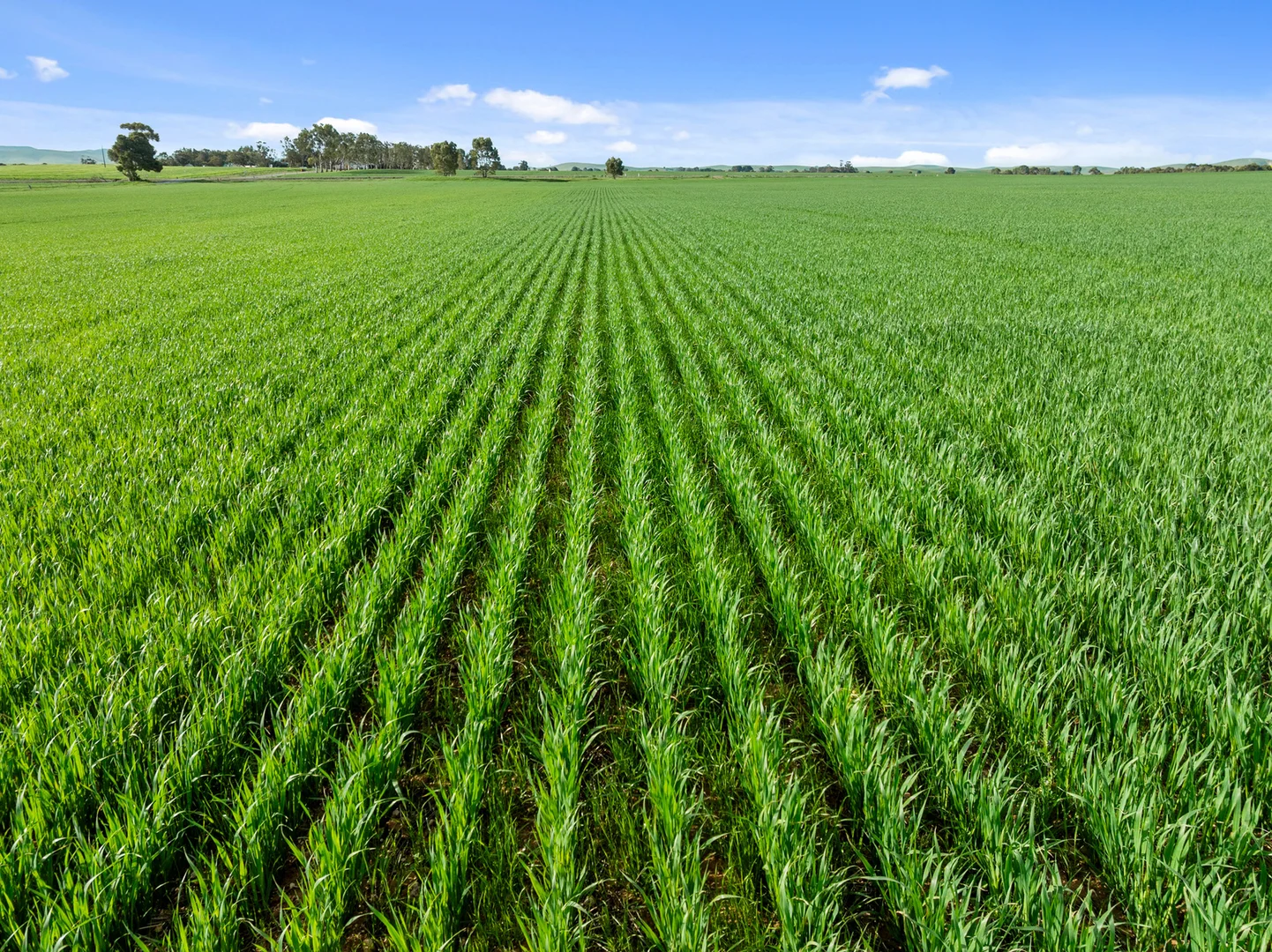 Additional image 30 of 1 Tohls Road, Booborowie SA 5417