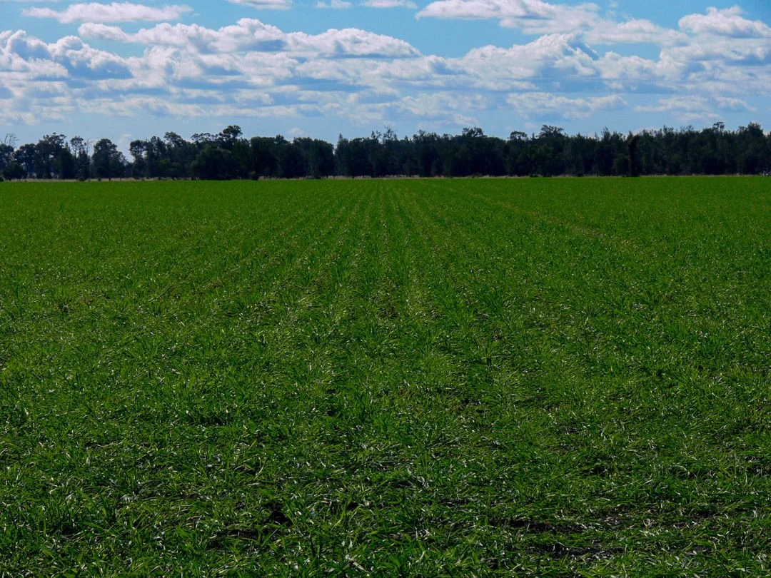 Additional image 15 of "FOREST VALE", Gurley NSW 2398