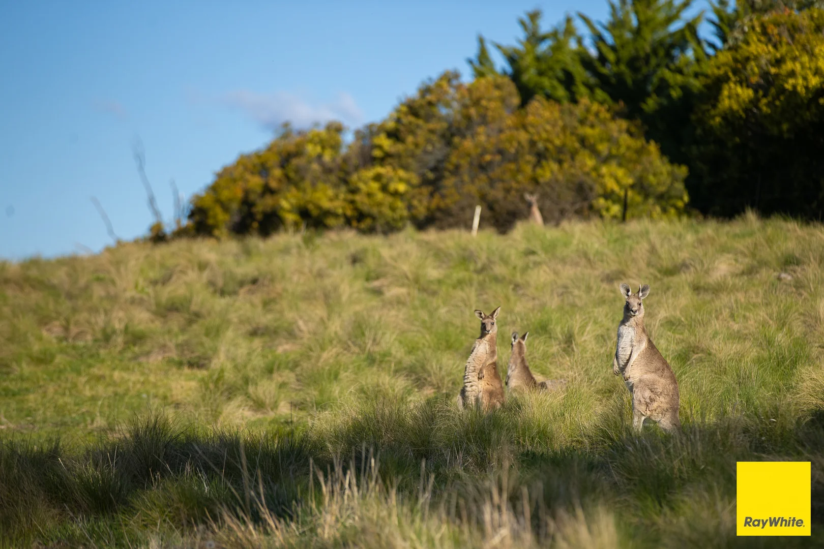 Additional image 12 of 15 Karina Close, Armidale NSW 2350