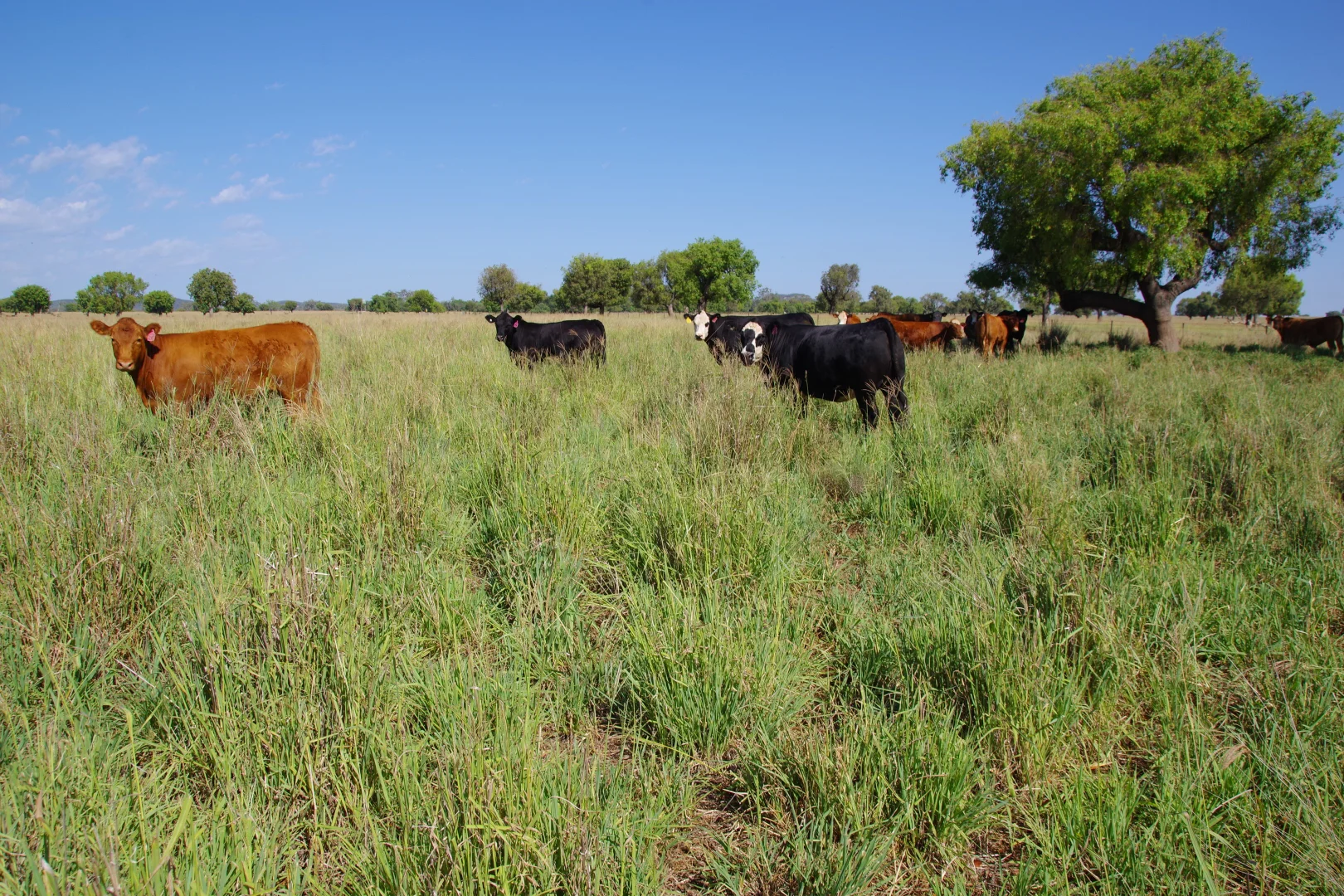 Additional image 29 of 1676 Willala Road, Boggabri NSW 2382