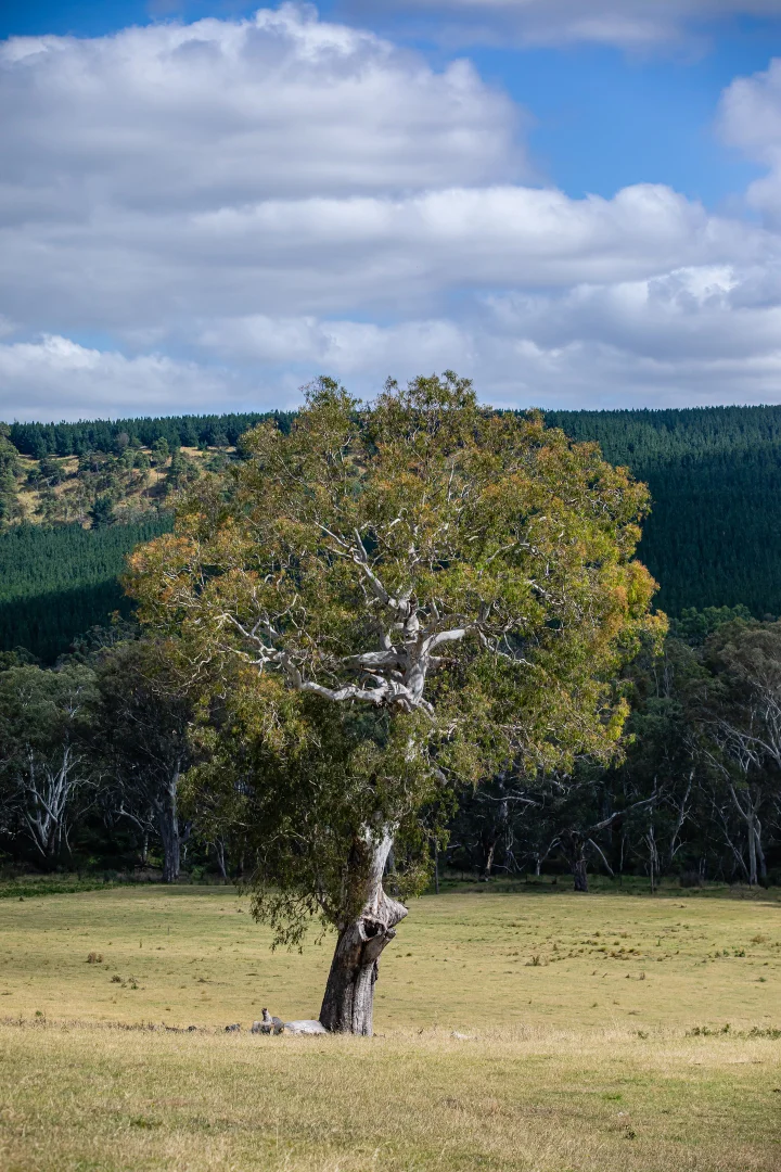 Additional image 21 of 93 The Bluff Road, Casterton VIC 3311