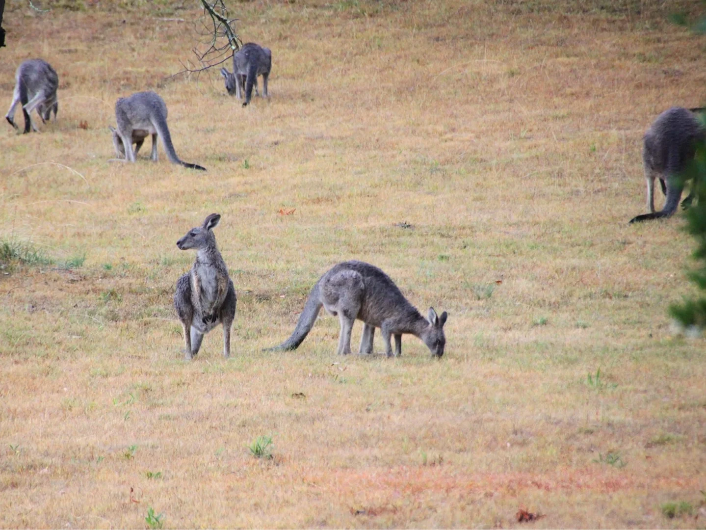Additional image 16 of 58 Neville Lane, Napoleons VIC 3352
