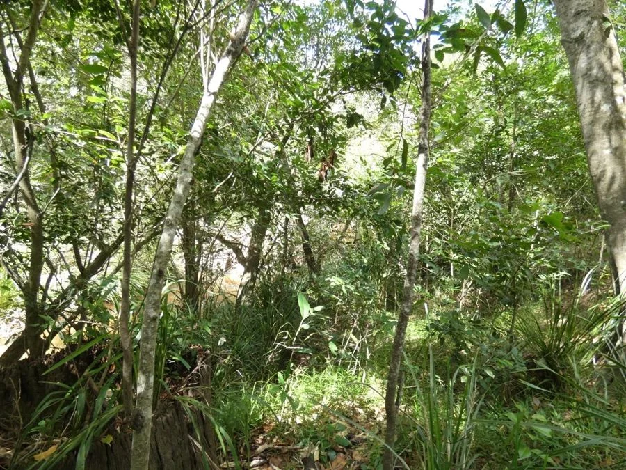 Additional image 23 of 397 Mollenhagens Road, Rosedale QLD 4674