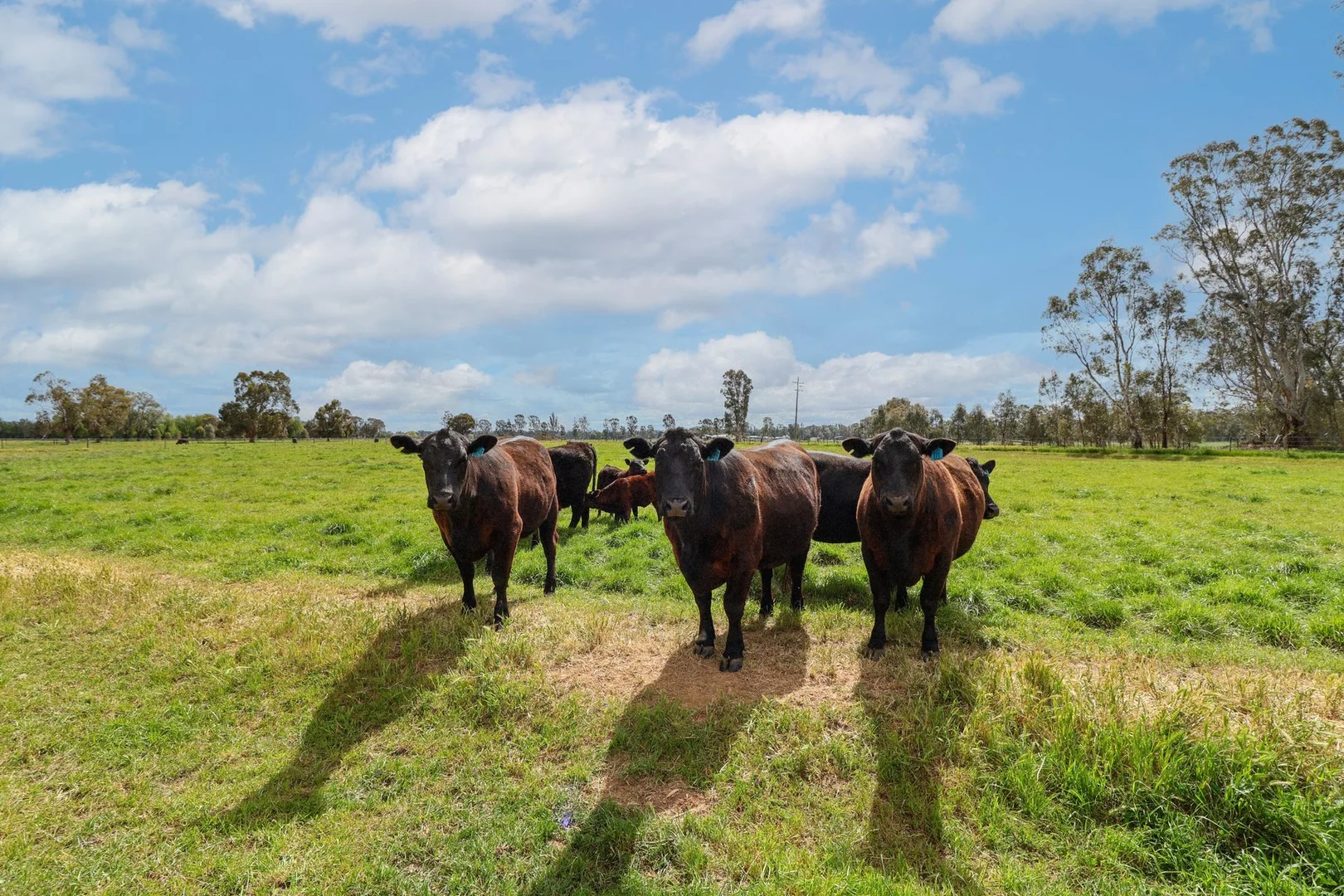 Additional image 24 of 135 Kennedys Road, Cohuna VIC 3568