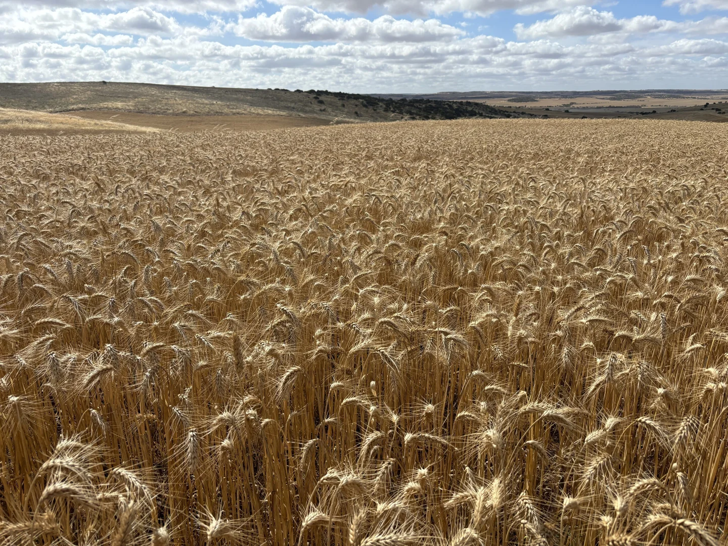 Additional image 16 of Lot 65 Forrester Road, Mount Erin WA 6532