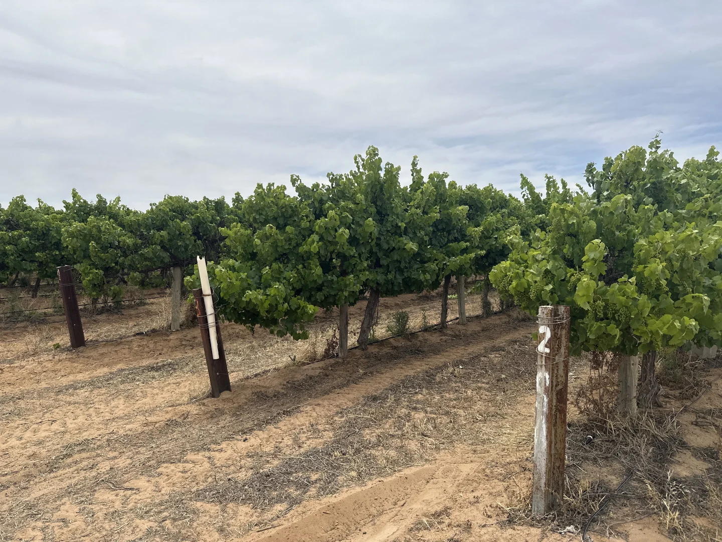 Additional image 2 of Lot 22 Brand Road, Cobdogla SA 5346