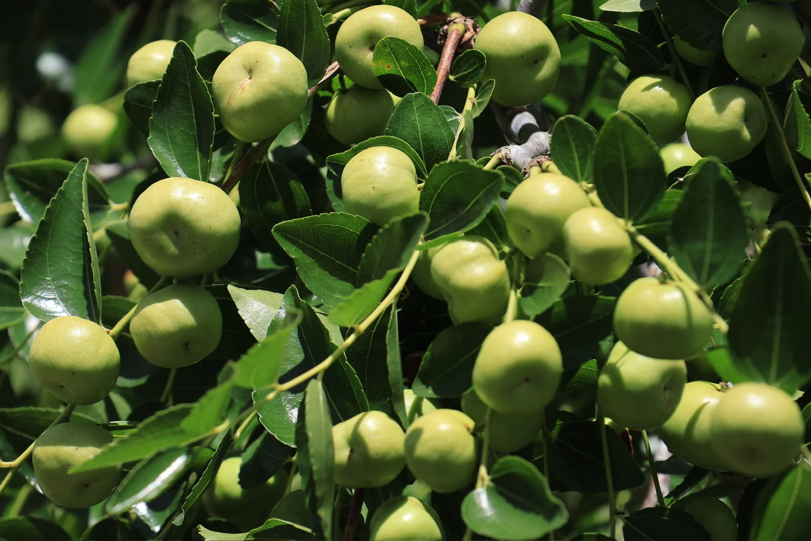 Additional image 9 of 42 Noakes Road, Traveston QLD 4570