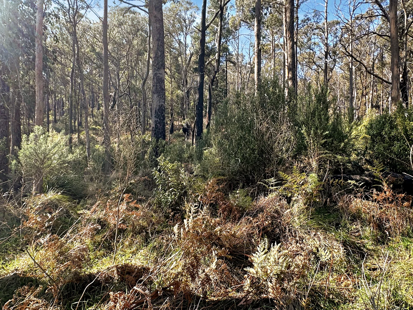 Additional image 4 of Lot 5 Gardiners Creek Road, St Marys TAS 7215