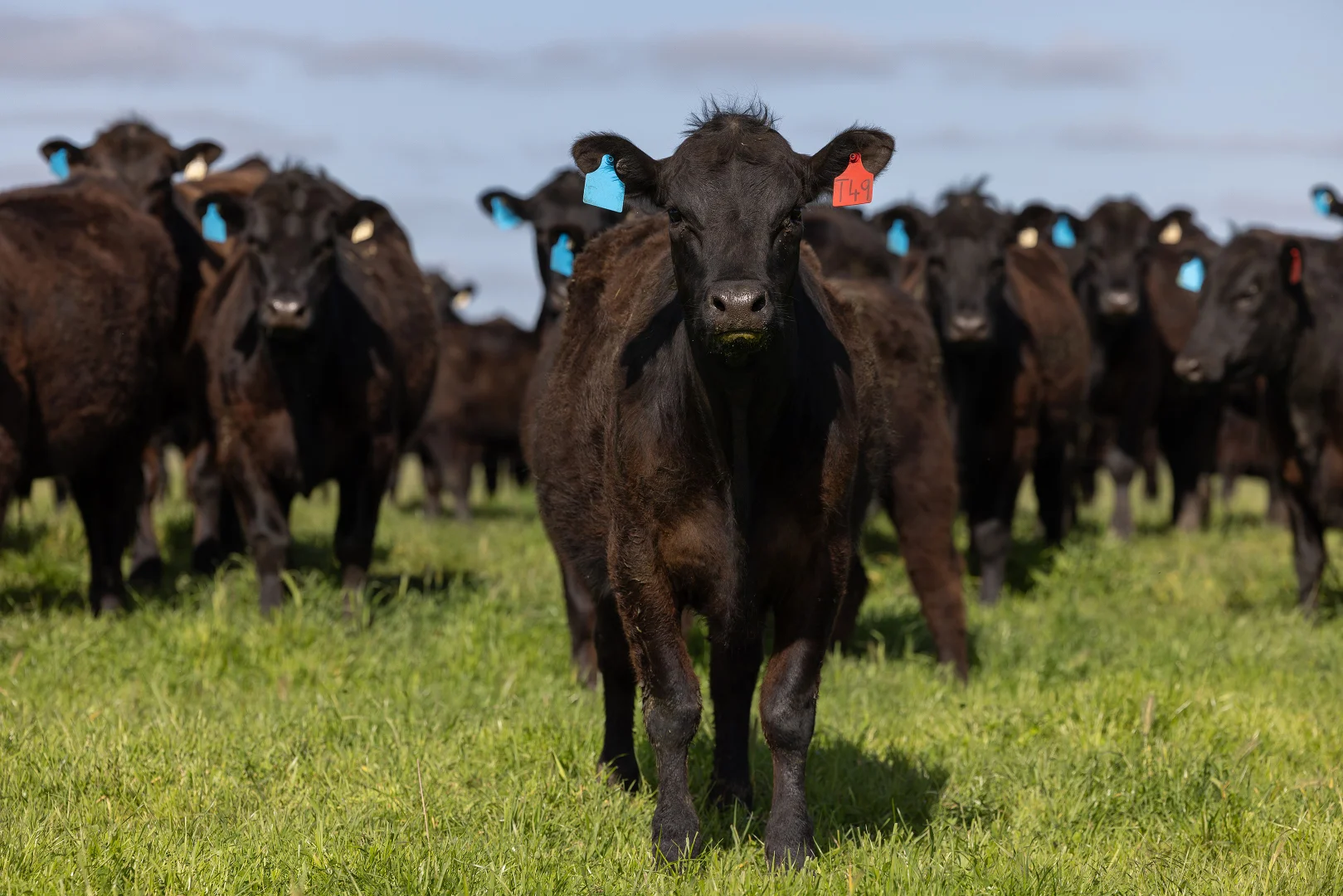 Additional image 8 of 294 Bowaka Road, Kingston Se SA 5275