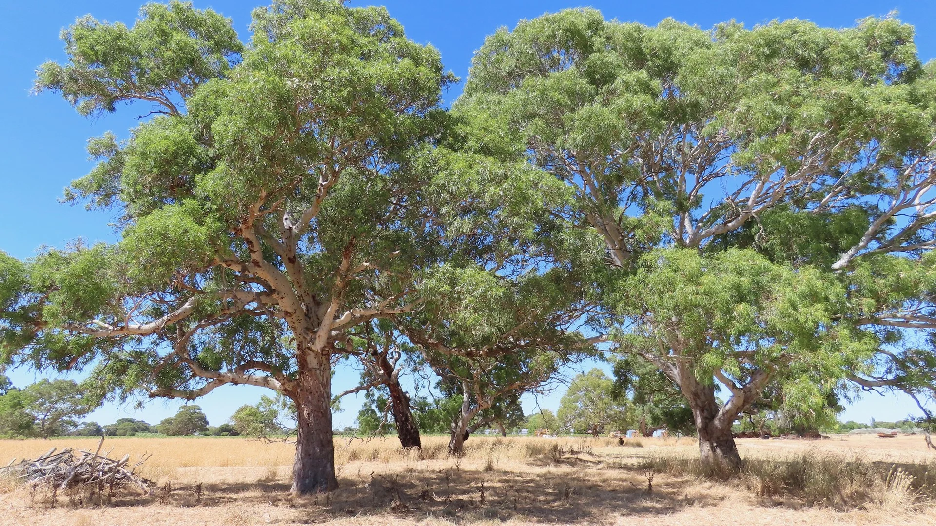 8283 Clay Wells Rd, Penola SA 5277