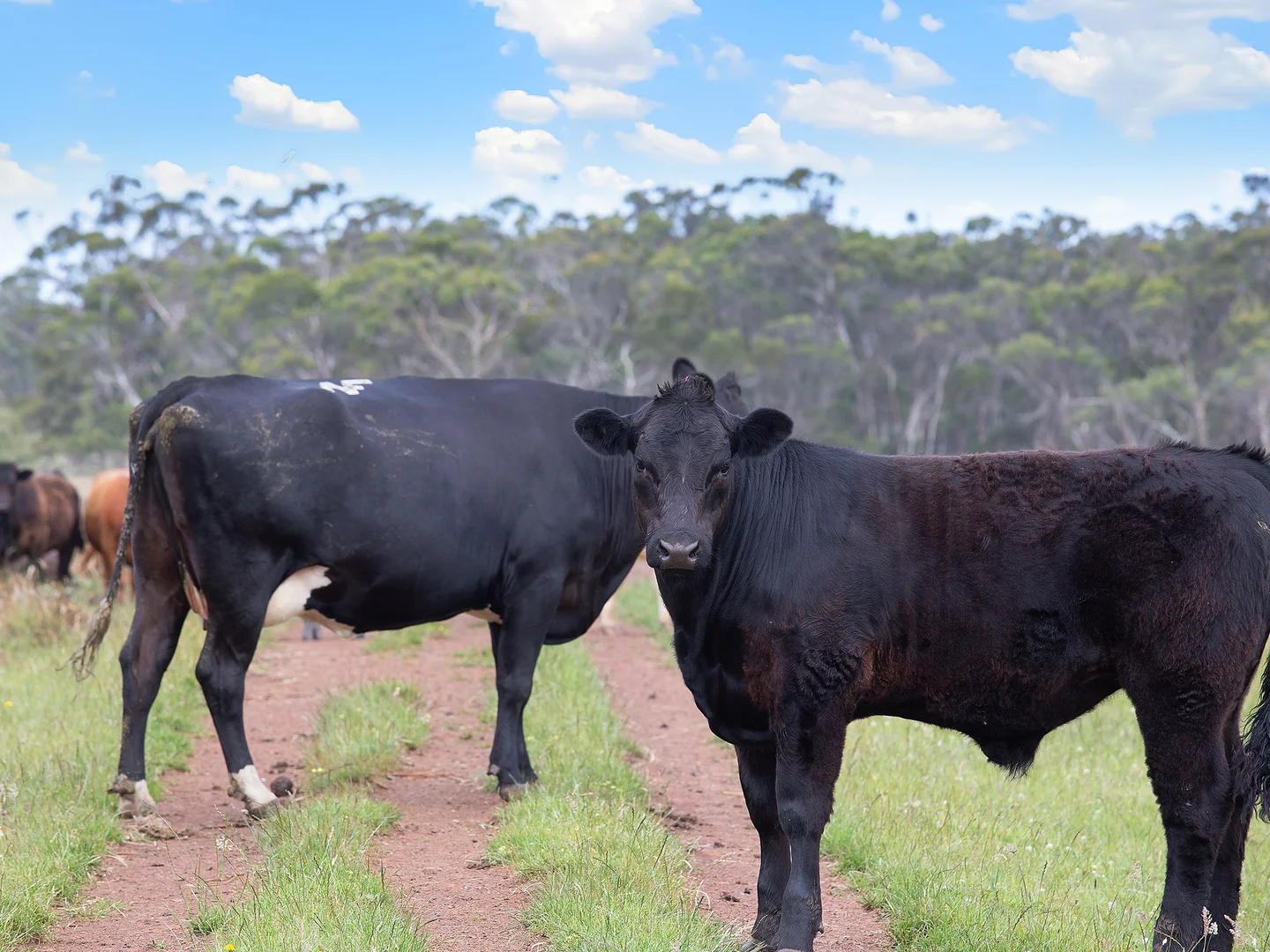 Additional image 16 of 931 Gorae Road, Gorae VIC 3305