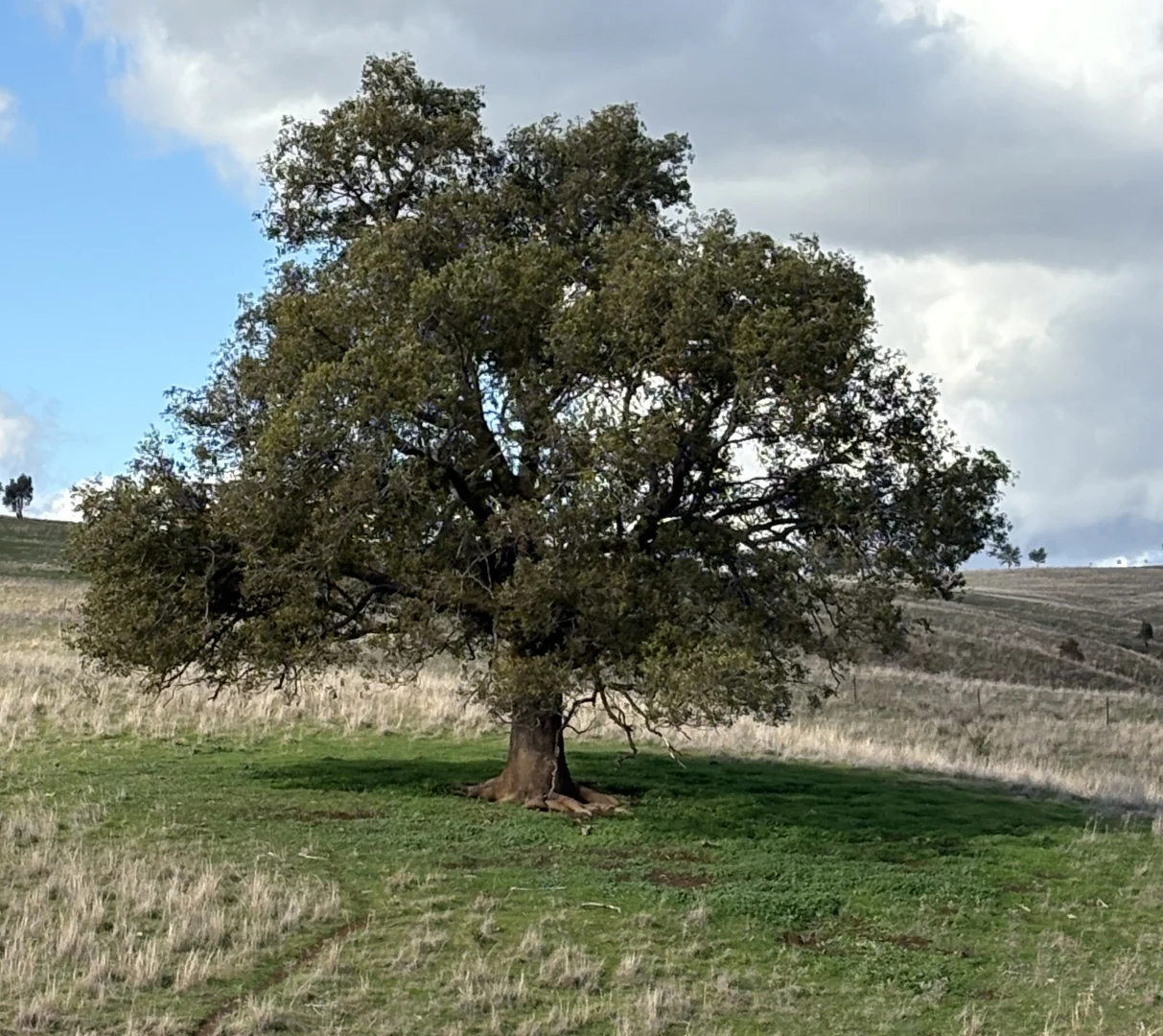 Additional image 22 of 366 Pride of Oak Road, Canowindra NSW 2804