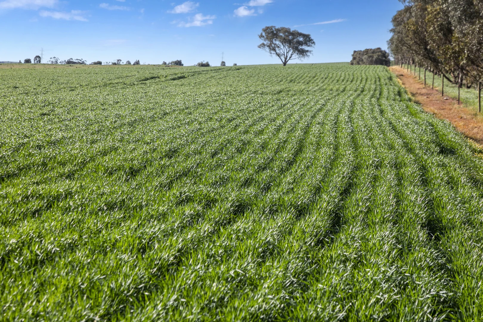 Additional image 25 of 'Hamilton Run Farm' Murchland Drive, Jamestown SA 5491