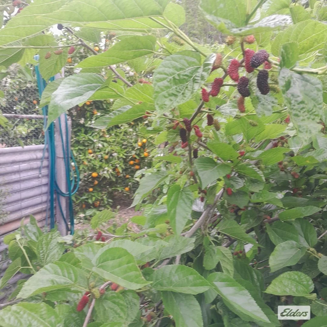 Additional image 20 of 68 Urana Street, The Rock NSW 2655