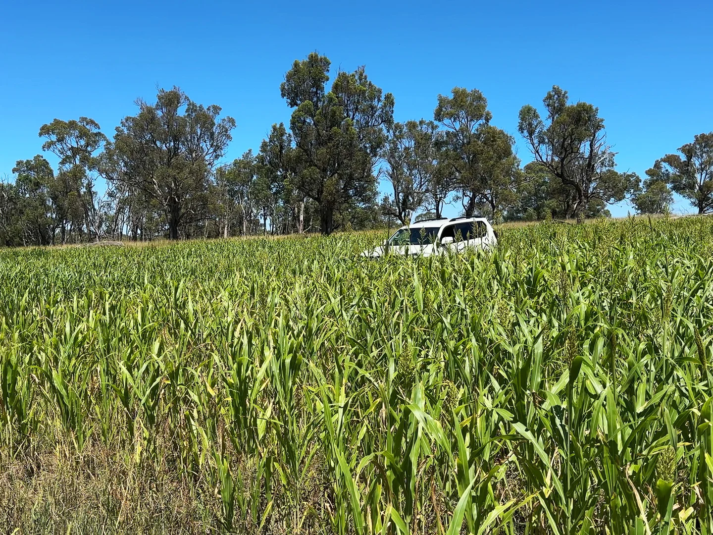 Additional image 11 of 778 Torryburn Road, Yarrowyck NSW 2358