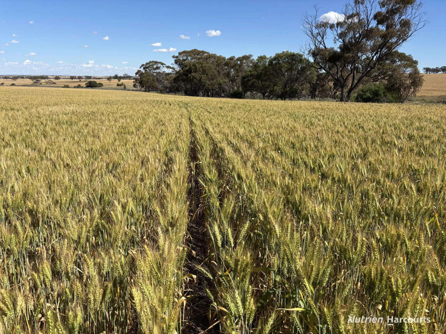Additional image 2 of . 'Forrestine Farm', Cunderdin WA 6407